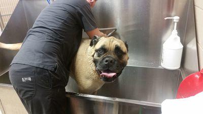 What you need to know about Fleas and Ticks Image